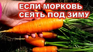 МОРКОВЬ ПОД ЗИМУ. САЖАЮ ТАК И ТОЛЬКО В ЭТОТ СРОК! КРУПНАЯ И СЛАДКАЯ МОРКОВЬ УРОЖАЙ В ИЮЛЕ