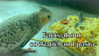 Can cockatiels eat Pasta? Cockatiel eating spaghetti | facts about pasta and cockatiel #cockatiel