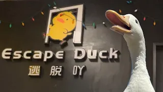 I took my duck to an Escape Room 🚪🦆