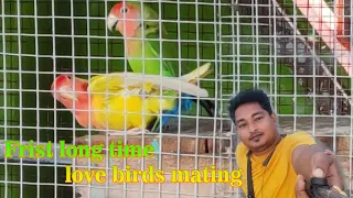 Love Birds Mating ll Love birds sounds ll Love Birds Breeding