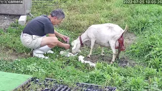 ヤギの三つ子出産シーン