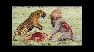 Big cats vs Big Cats Deadliest Fights   Tiger Jaguar Cheetah Lions Fights Attacks