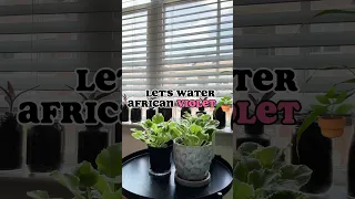 Let's water the African Violet🌿 #likeandsubscribe #fyp #houseplant #plantcare