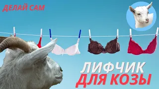 Вымя козы Лифчик для козы своими руками