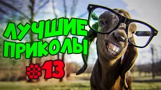 Лучшие приколы 2020 (сентябрь). До слёз - best coub compilation vol.13