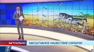 Масштабное нашествие саранчи | Актуально