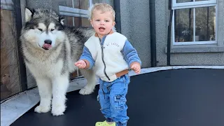 Adorable Baby Boy Plays With His Big Bad Wolf! (So Cute!!)