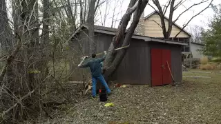 Cutting down a tree that leans on a shed