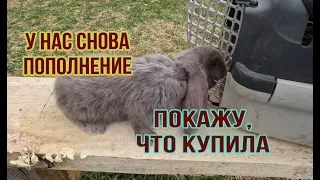 Козы скачут, кошки скачут  Распаковка и простоФиля