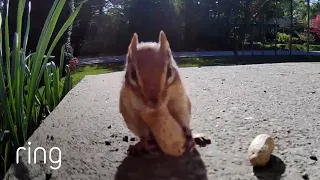 “Too Cute for Words”—Chipmunk and Squirrel Eat Peanuts | RingTV