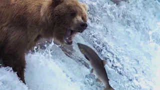 Grizzly Bears Catching Salmon | Nature's Great Events | BBC Earth
