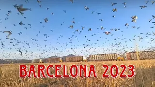 Barcelona Pigeon Race 2023 - National & International Winners