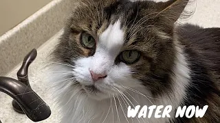 Maine Coon  | 1 Cat Asks For Drink of Water | #shorts