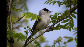 Svarthätta/Blackcap