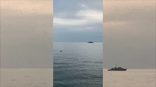 Delfini tra Arenzano e Voltri