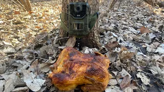 Trail Camera - What Happens To Entire CHICKEN Left in Woods?