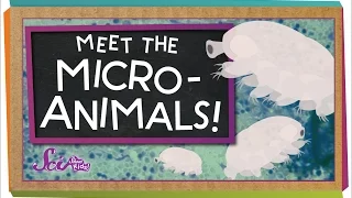 Meet the Microanimals!