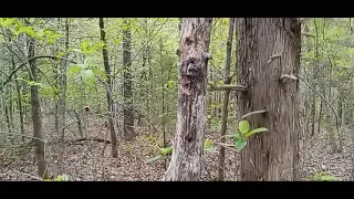 POSSIBLE BIGFOOT