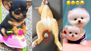 Funny and Cute Dog Pomeranian 😍🐶| Funny Puppy Videos #113