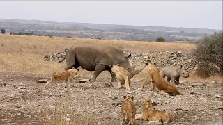 Rhino mom shows lion pride that was trying to hunt her calf who's boss