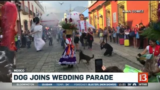 Dog Joins Wedding Parade