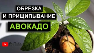 ОБРЕЗКА и прищипывание АВОКАДО / Как обрезать авокадо / ФОРМИРОВАНИЕ и прищипка авокадо