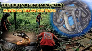 MGA COBRA SA EGG FARM NAPAKARAME PARANG INANE #tolcobra #cobra