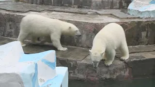 Белка достала игрушку, но в воду прыгать не захотела, а Стрелка прыгала за ней в воду 05.06.2024