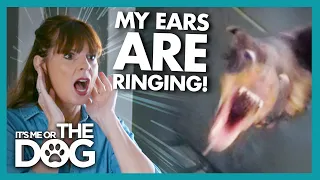 Dachshund that Barks From 6AM is Upsetting getting Noise Complaints! | It's Me or The Dog