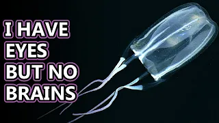 Box Jellyfish facts: the most venomous animals (?) | Animal Fact Files