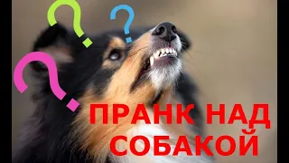 🐕 Звуки которые заставят вашу собаку смешно реагировать! ПРАНК НАД СОБАКОЙ! 😂