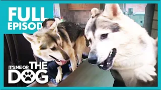 Wannabee Wolves Cause Major Destruction😱 | Full Episode | It's Me or the Dog