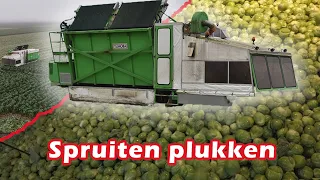 Spruiten plukken | Harvesting Brussels Sprouts with Tumoba SP4 in the Netherlands | Mts. Knoop