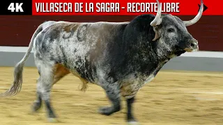 4K ▪ CONCURSO DE RECORTE LIBRE EN VILLASECA DE LA SAGRA
