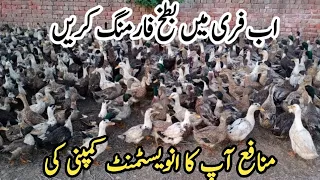 Duck Farming | How to start Duck Farming in Pakistan | Duck Farming Business in Punjab | Urdu/Hindi