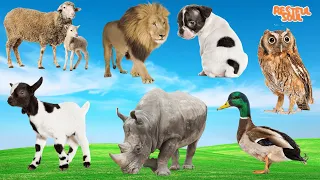Relax with familiar animals: Sheep, Lion, Dog, Rescue Cat, Goat, Rhino, Duck - Animal sounds