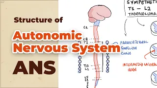Autonomic Nervous System (ANS) | Sympathetic and Parasympathetic Nervous Systems