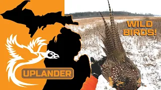 Late Season Michigan Pheasants! EPIC Retrieve, WILD Birds & a Winchester MODEL 12