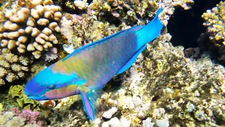 Snorkeling in coral reef Viva Blue 1
