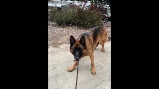 German Shepherd takes OWNER for a WALK - GSD STYLE! #shorts