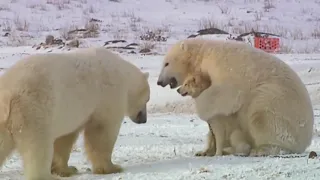 А он мне нравится