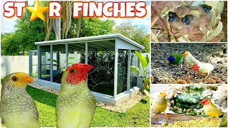 Aviary Birds released in their new home | colony breeding | STAR FINCHES #aviary #birds #burung