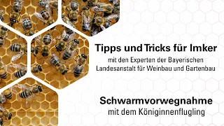 Imkerpraxis: Der Königinnenflugling zur Vorwegnahme des Bienenschwarms