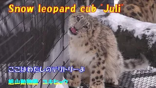 ここはわたしのテリトリーよ（旭山動物園　ユキヒョウのユーリ）~ Snow leopard cub "Juli" ~