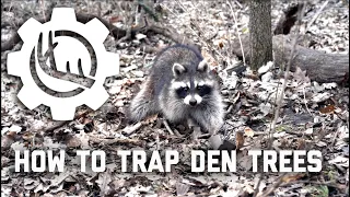 How To Trap Coon Den Trees: February Raccoon Trapping