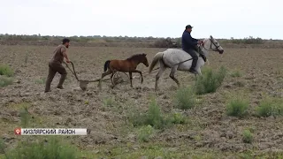 Сев риса в северном Дагестане начали позже намеченного из-за перепадов погоды