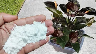 YOU WILL NEVER USE ANOTHER FERTILIZER AGAIN!! QUICK AND EASY (ANY PLANT)