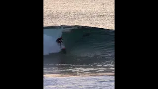 Shark or Dolphin at Blacks Beach? #shorts