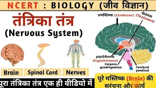 Human brain मानव मस्तिष्कscience special brain की fact जाने SSC CGL CHSL UPSC POLISH|| by Khushi mam