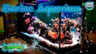 Marine Aquarium 4K